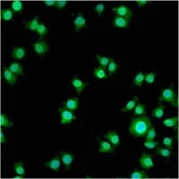 Immunocytochemistry/ Immunofluorescence - Anti-PAQR8 antibody (AB46535)