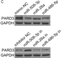 Western blot - Anti-PAR-3/PARD3 antibody (AB191204)