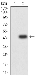Western blot - Anti-PAR1/Thrombin Receptor antibody [5E2E6] (AB233741)
