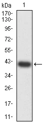 Western blot - Anti-PAR1/Thrombin Receptor antibody [5E2E6] (AB233741)