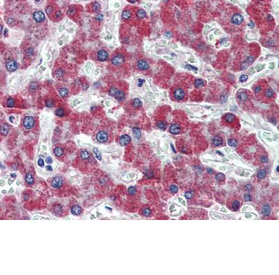 Immunohistochemistry (Formalin/PFA-fixed paraffin-embedded sections) - Anti-PAR1/Thrombin Receptor antibody (AB111976)
