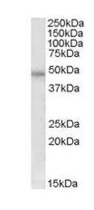 Western blot - Anti-PAR1/Thrombin Receptor antibody (AB111976)