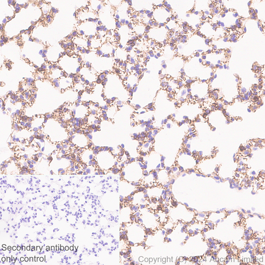 Immunohistochemistry (Formalin/PFA-fixed paraffin-embedded sections) - Anti-PAR1/Thrombin Receptor antibody [EPR28398-8] (AB322457), expandable thumbnail