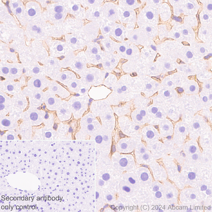 Immunohistochemistry (Formalin/PFA-fixed paraffin-embedded sections) - Anti-PAR1/Thrombin Receptor antibody [EPR28398-8] (AB322457), expandable thumbnail