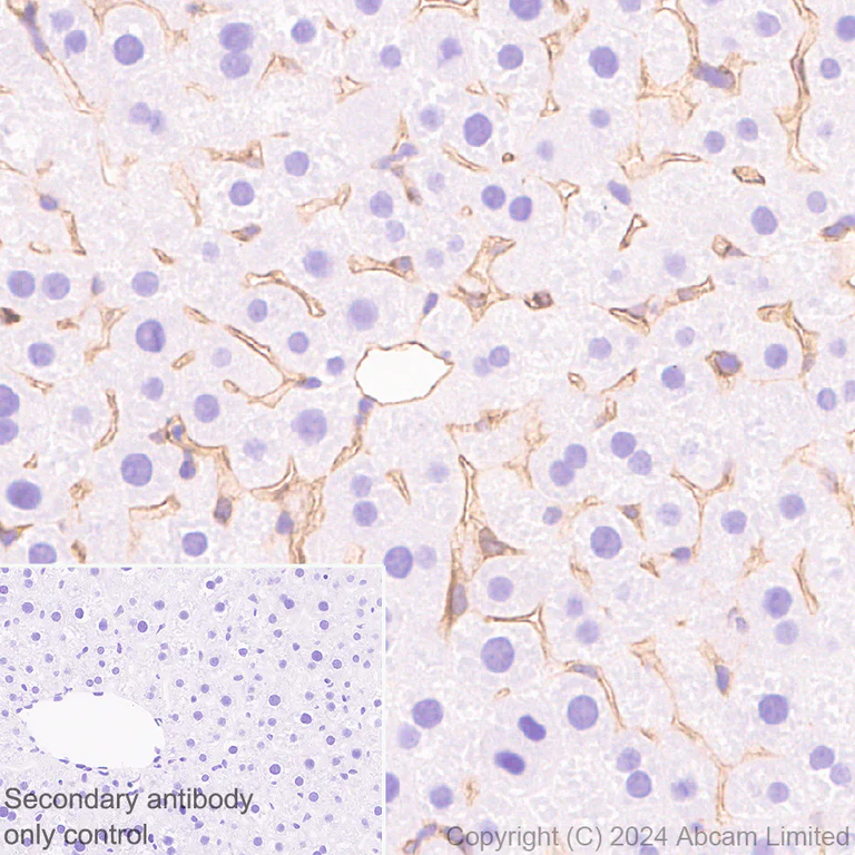 Immunohistochemistry (Formalin/PFA-fixed paraffin-embedded sections) - Anti-PAR1/Thrombin Receptor antibody [EPR28398-8] - BSA and Azide free (AB324834)