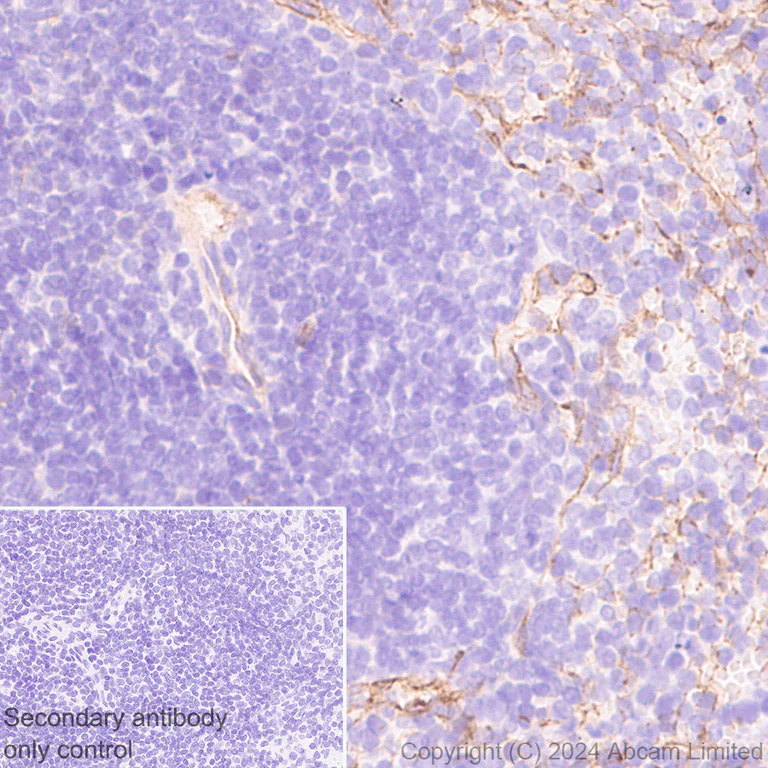 Immunohistochemistry (Formalin/PFA-fixed paraffin-embedded sections) - Anti-PAR1/Thrombin Receptor antibody [EPR28398-8] - BSA and Azide free (AB324834)