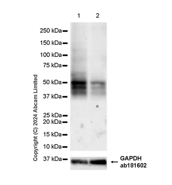 Western blot - Anti-PAR1/Thrombin Receptor antibody [EPR28398-8] - BSA and Azide free (AB324834)