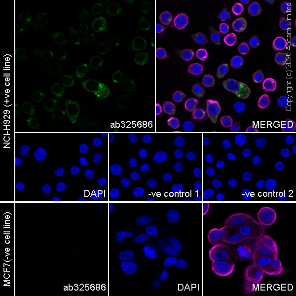 Immunocytochemistry/ Immunofluorescence - Anti-PAR1/Thrombin Receptor antibody [EPR28399-240] (AB325686)