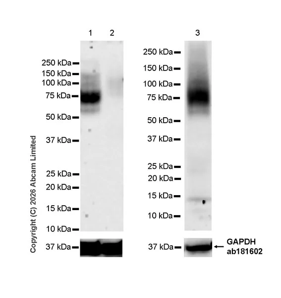 Western blot - Anti-PAR1/Thrombin Receptor antibody [EPR28399-240] (AB325686)