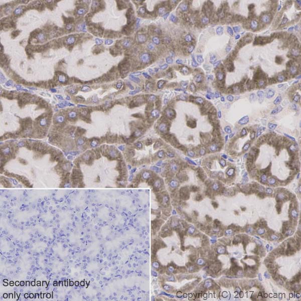 Immunohistochemistry (Formalin/PFA-fixed paraffin-embedded sections) - Anti-PAR2 antibody [EPR13675] (AB180953), expandable thumbnail