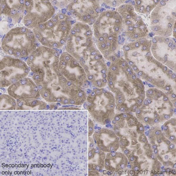 Immunohistochemistry (Formalin/PFA-fixed paraffin-embedded sections) - Anti-PAR2 antibody [EPR13675] (ab180953), expandable thumbnail