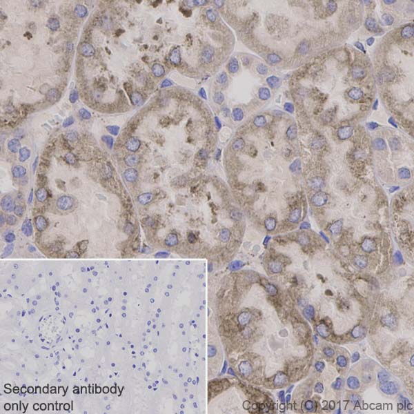 Immunohistochemistry (Formalin/PFA-fixed paraffin-embedded sections) - Anti-PAR2 antibody [EPR13675] (ab180953), expandable thumbnail