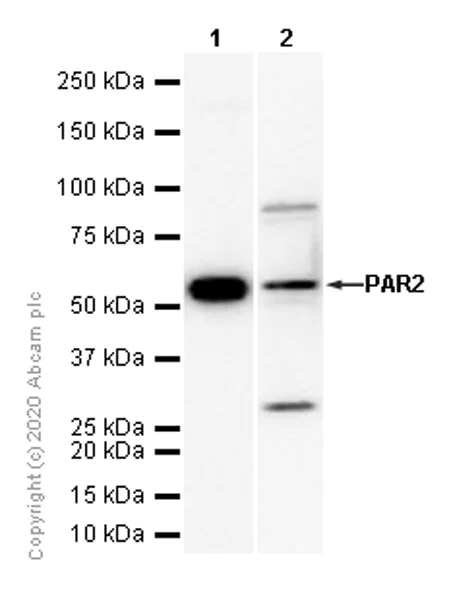Western blot - Anti-PAR2 antibody [EPR13675] - BSA and Azide free (AB240232)