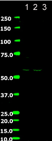Western blot - Anti-PAR2 antibody [SAM11] (AB184673)