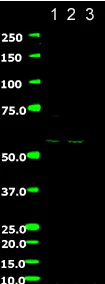 Western blot - Anti-PAR2 antibody [SAM11] (AB184673)