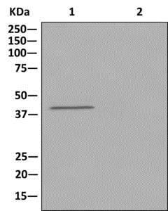 Immunoprecipitation - Anti-PAR6 antibody [EPR12378] - BSA and Azide free (AB250164), expandable thumbnail