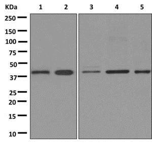 Western blot - Anti-PAR6 antibody [EPR12378] - N-terminal (AB180159)
