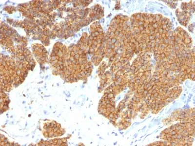 Immunohistochemistry (Formalin/PFA-fixed paraffin-embedded sections) - Anti-Parathyroid Hormone antibody [3H9] - N-terminal (AB218493)