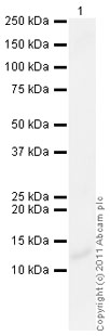 Western blot - Anti-Parathyroid Hormone antibody (AB40630), expandable thumbnail
