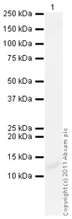 Western blot - Anti-Parathyroid Hormone antibody (AB40630)
