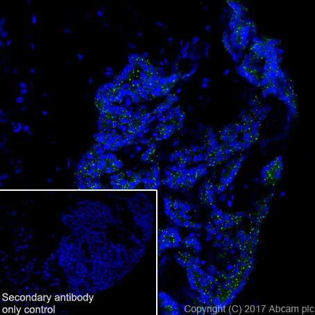 Immunohistochemistry (Frozen sections) - Anti-Parathyroid Hormone antibody [EPR20598] (AB213557)