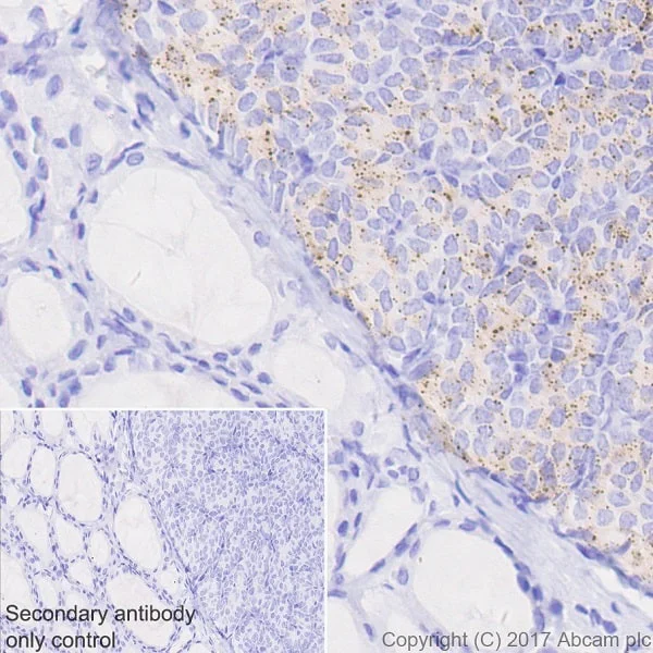 Immunohistochemistry (Formalin/PFA-fixed paraffin-embedded sections) - Anti-Parathyroid Hormone antibody [EPR20598] - BSA and Azide free (AB251544)