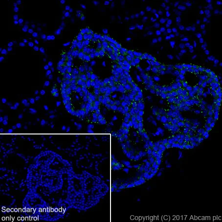 Immunohistochemistry (Frozen sections) - Anti-Parathyroid Hormone antibody [EPR20598] - BSA and Azide free (AB251544)