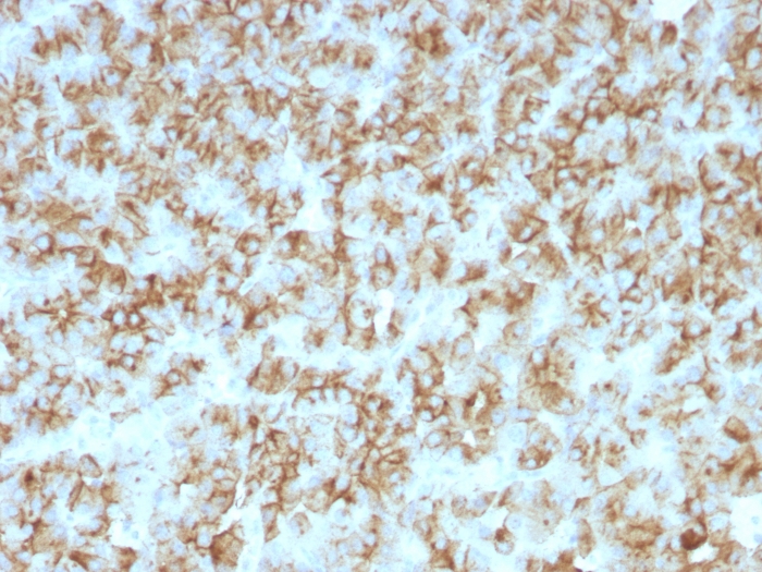 Immunohistochemistry (Formalin/PFA-fixed paraffin-embedded sections) - Anti-Parathyroid Hormone antibody [PTH/911] - N-terminal (AB216041), expandable thumbnail