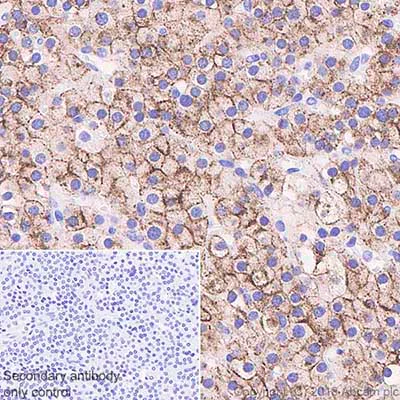 Immunohistochemistry (Formalin/PFA-fixed paraffin-embedded sections) - Anti-Parathyroid Hormone antibody [SP151] (AB130759)