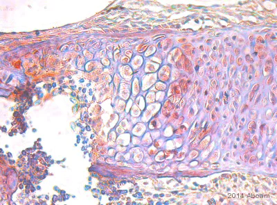 Immunohistochemistry (Formalin/PFA-fixed paraffin-embedded sections) - Anti-Parathyroid Hormone Receptor 1/PTH1R antibody (AB75150)