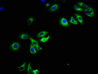 Immunocytochemistry/ Immunofluorescence - Anti-PARD6B antibody (AB234786)