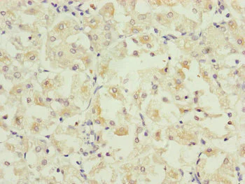 Immunohistochemistry (Formalin/PFA-fixed paraffin-embedded sections) - Anti-PARD6B antibody (AB234786)