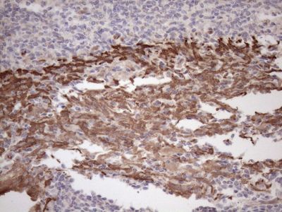 Immunohistochemistry (Formalin/PFA-fixed paraffin-embedded sections) - Anti-PARG antibody [OTI1B5] (AB236403)