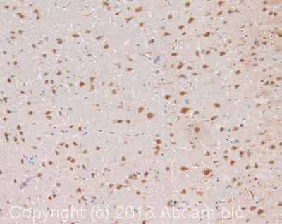 Immunohistochemistry (Formalin/PFA-fixed paraffin-embedded sections) - Anti-PARIS antibody (AB130867)