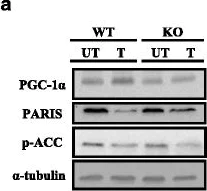 Western blot - Anti-PARIS antibody (AB130867)