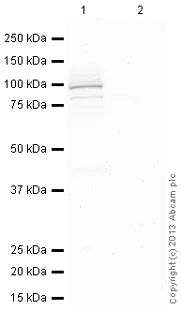 Western blot - Anti-PARIS antibody (AB130867)