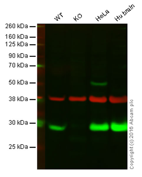 Anti-PARK7/DJ1 antibody