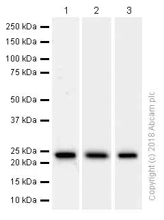 Western blot - Anti-PARK7/DJ1 antibody [EP2815Y] (AB76008)