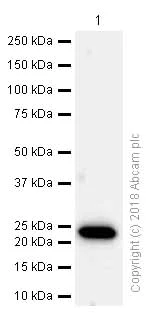 Western blot - Anti-PARK7/DJ1 antibody [EP2815Y] (AB76008)