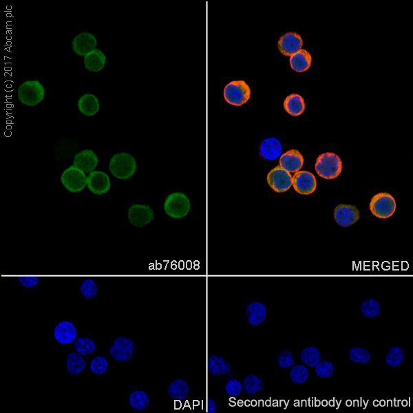 Immunocytochemistry/ Immunofluorescence - Anti-PARK7/DJ1 antibody [EP2815Y] - BSA and Azide free (AB218373), expandable thumbnail