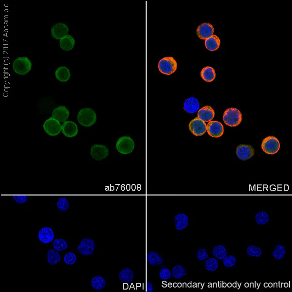 Immunocytochemistry/ Immunofluorescence - Anti-PARK7/DJ1 antibody [EP2815Y] - BSA and Azide free (AB218373)