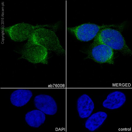 Immunocytochemistry/ Immunofluorescence - Anti-PARK7/DJ1 antibody [EP2815Y] - BSA and Azide free (ab218373), expandable thumbnail