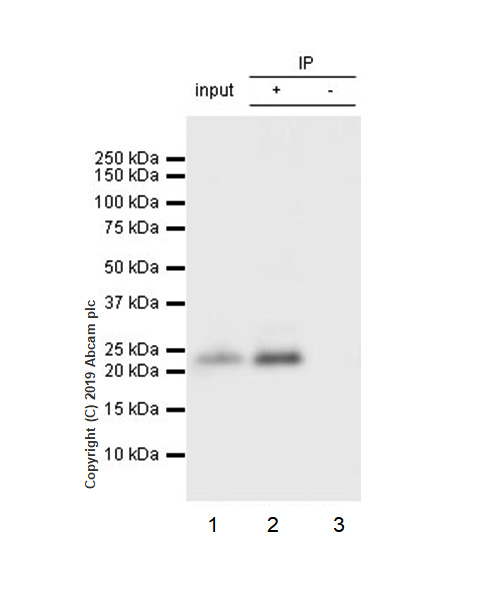 Immunoprecipitation - Anti-PARK7/DJ1 antibody [EP2815Y] - BSA and Azide free (AB218373), expandable thumbnail