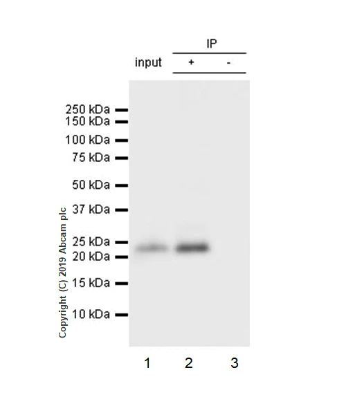 Immunoprecipitation - Anti-PARK7/DJ1 antibody [EP2815Y] - BSA and Azide free (AB218373)