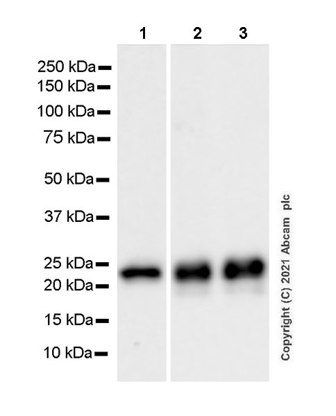 Western blot - Anti-PARK7/DJ1 antibody [EP2815Y] - Mouse IgG1 (Chimeric) (AB283314), expandable thumbnail
