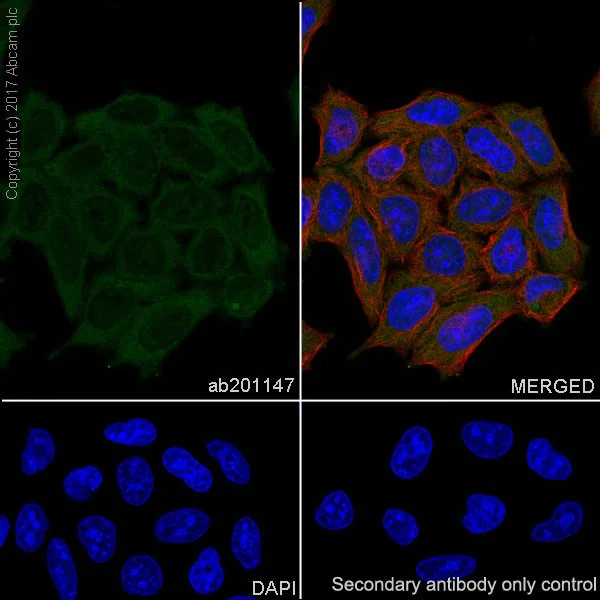 Immunocytochemistry/ Immunofluorescence - Anti-PARK7/DJ1 antibody [EPR19466-105] (AB201147)