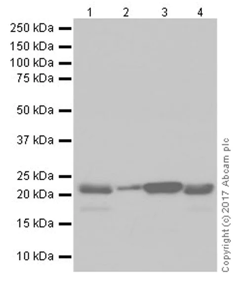 Western blot - Anti-PARK7/DJ1 antibody [EPR19466-105] (AB201147)