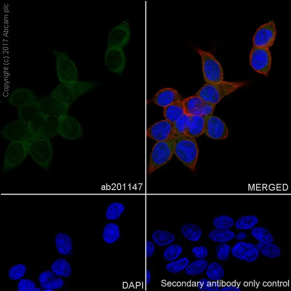 Immunocytochemistry/ Immunofluorescence - Anti-PARK7/DJ1 antibody [EPR19466-105] - BSA and Azide free (AB224529)