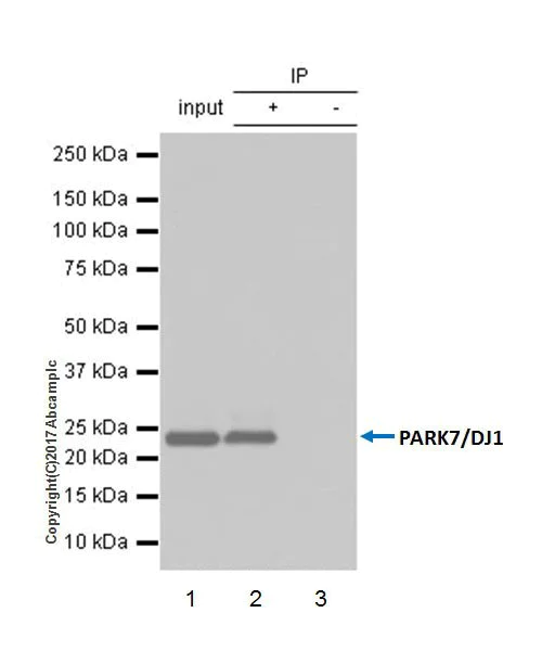 Immunoprecipitation - Anti-PARK7/DJ1 antibody [EPR19466-105] - BSA and Azide free (AB224529)