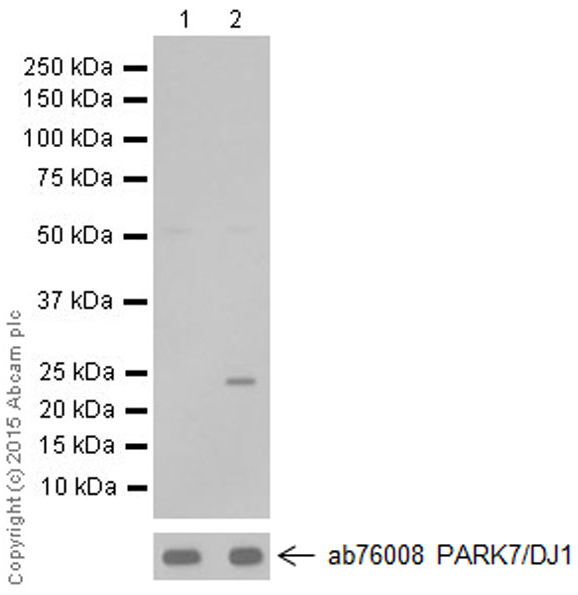 Western blot - Anti-PARK7/DJ1 antibody [MJF-R16 (66-5)] - Oxidized (AB169520)